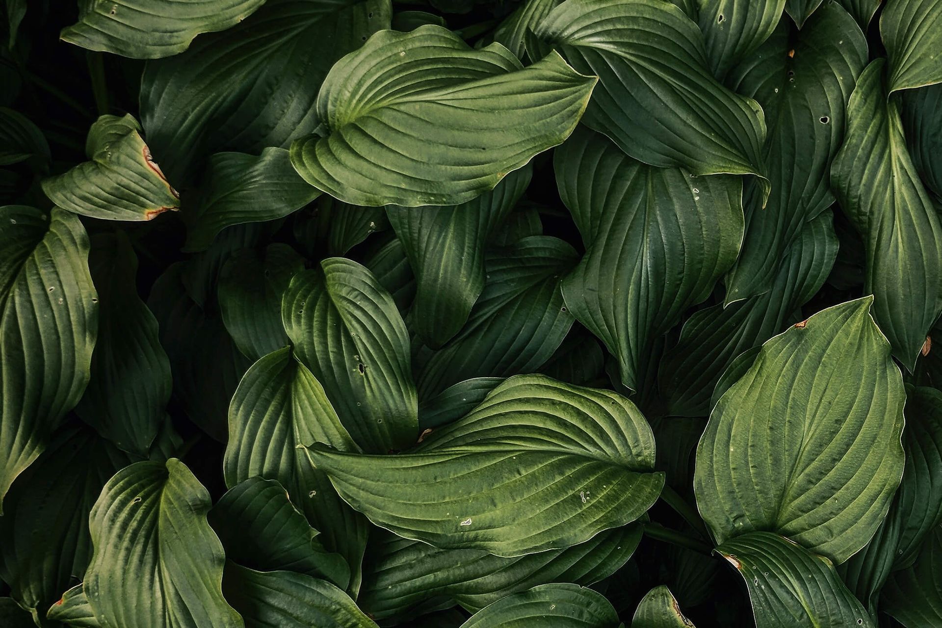 Tropical image with leaves