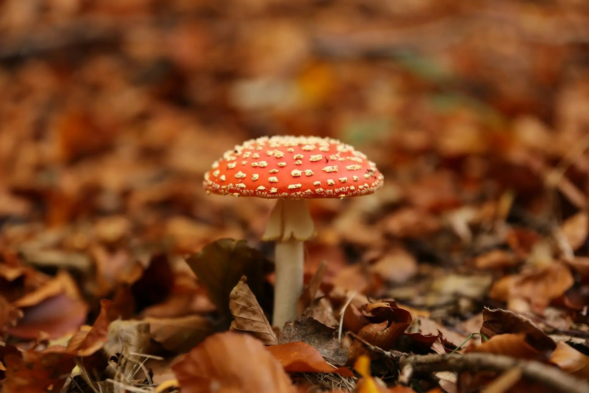 A mushroom with a white stem, a bright red cap with small white dots on it, growing in a field of autumn leaves