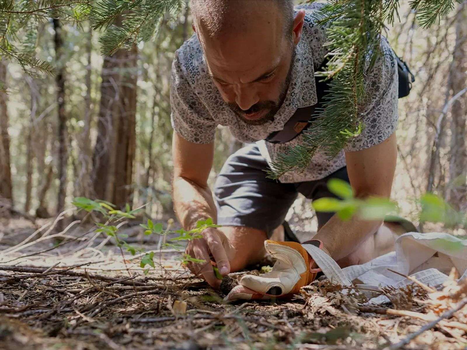 A man on his hands and knees picking mushrooms in the forest