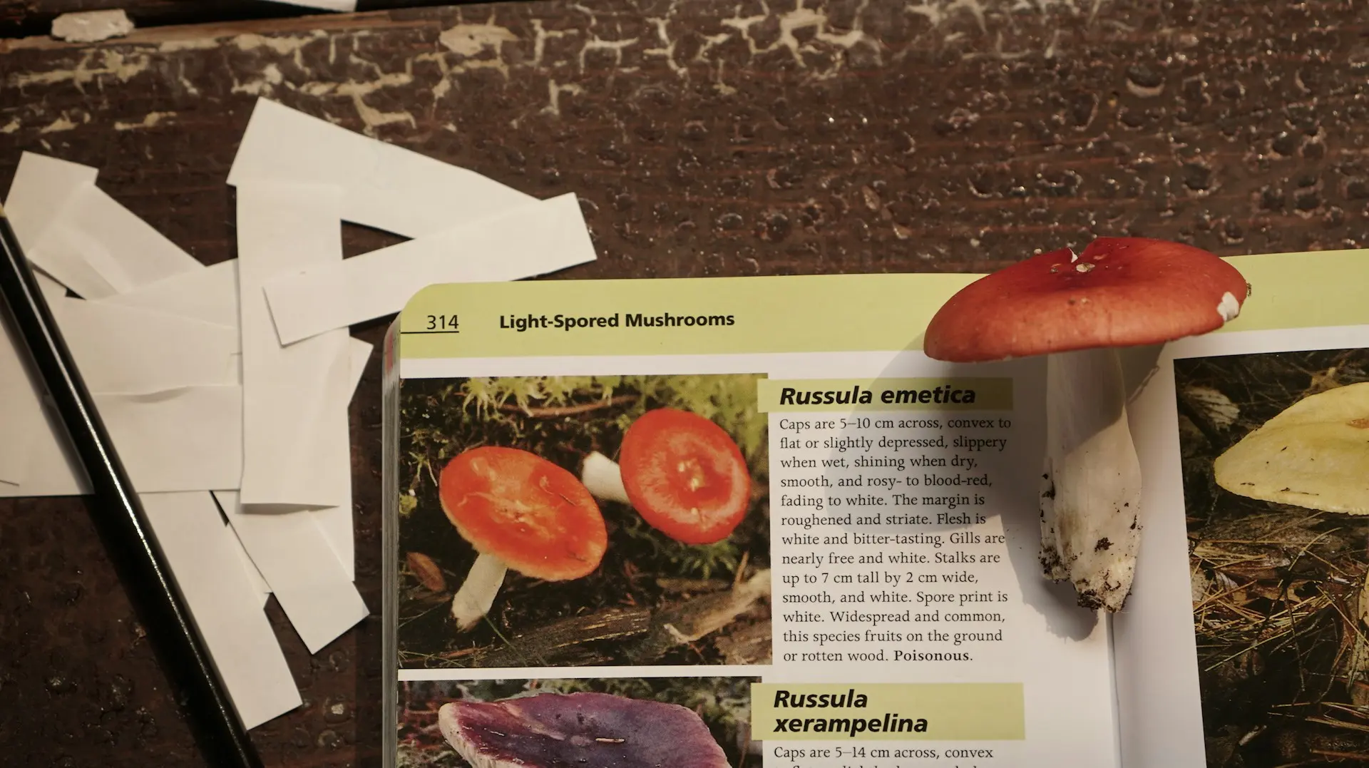 A mushroom with a white stem and red cap sitting on top of an article with an image of the same mushroom and a small description of it.