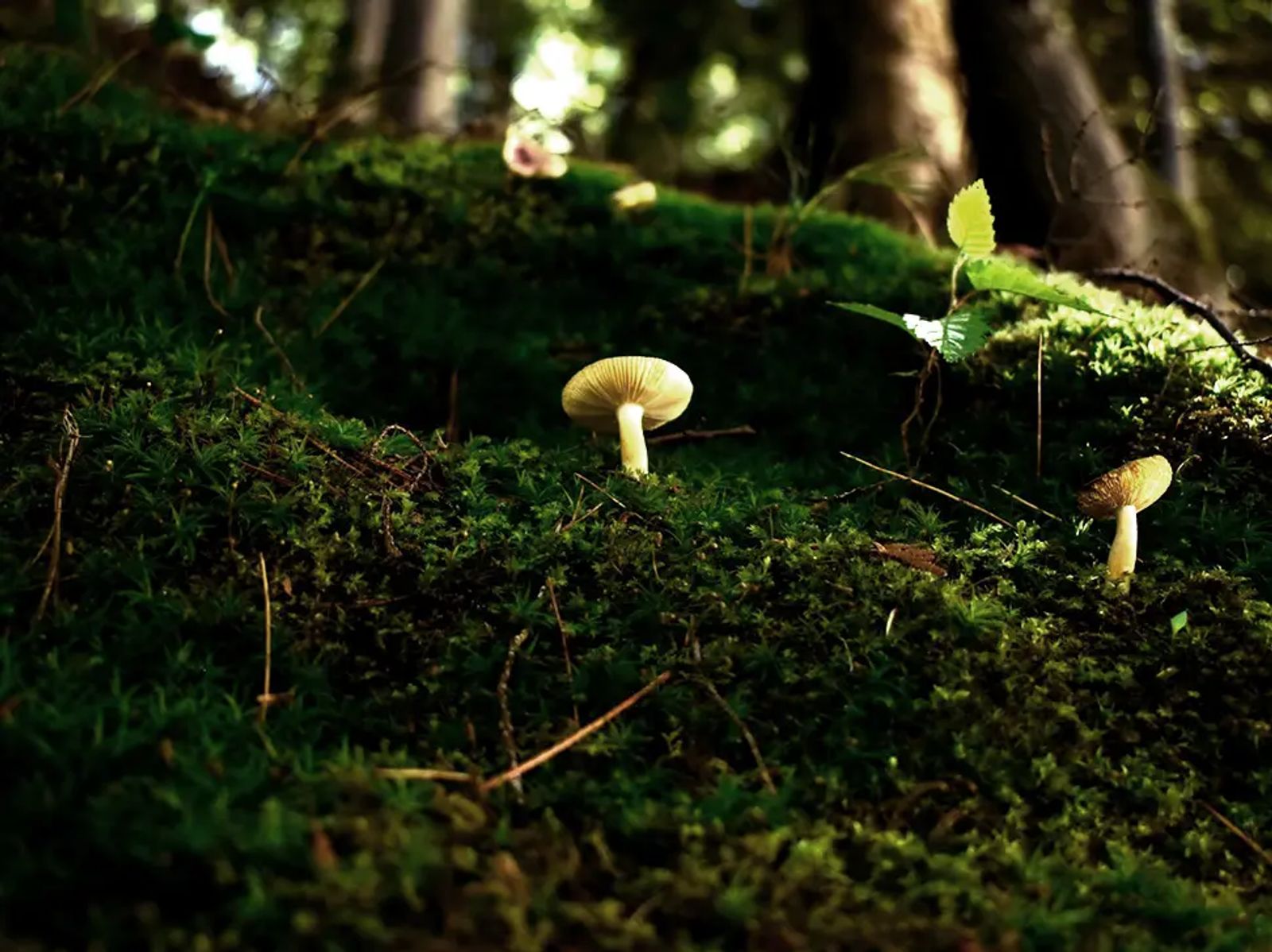 Two small golden-looking mushrooms growing on the side of a green moss covered tree
