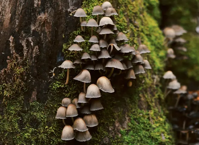 brown mushrooms with low caps, growing up the side of a mossy green tree