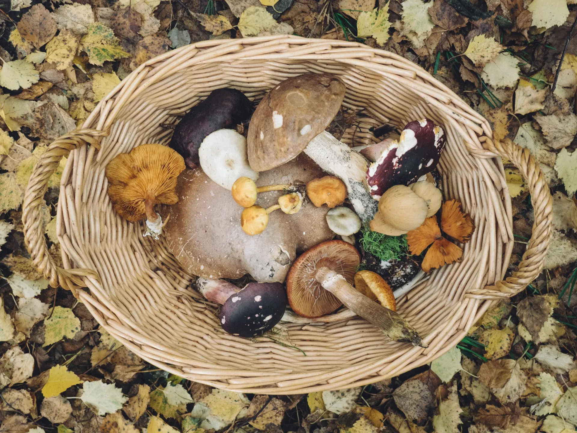A wicker basket with a small variety of freshly harvested mushrooms.