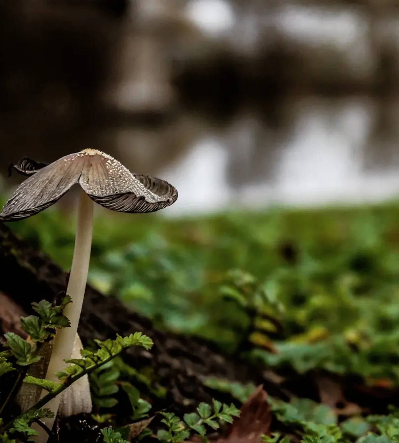 A pale mushroom with a large split cap gorwing on the side of a mossy green tree in a forest.